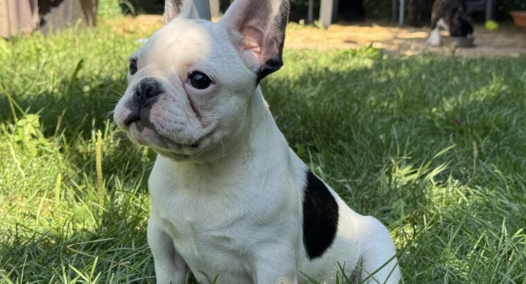 Francuski buldog