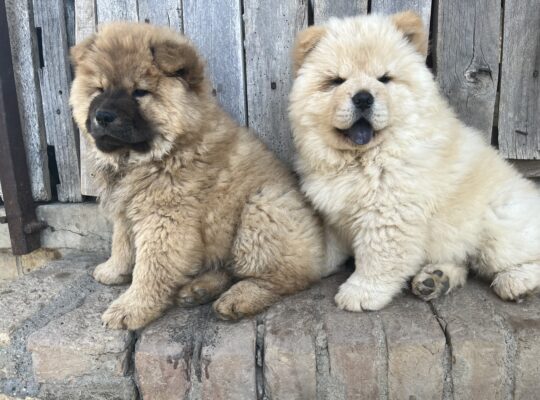 Prodaja ČAU ČAU CHOW CHOW