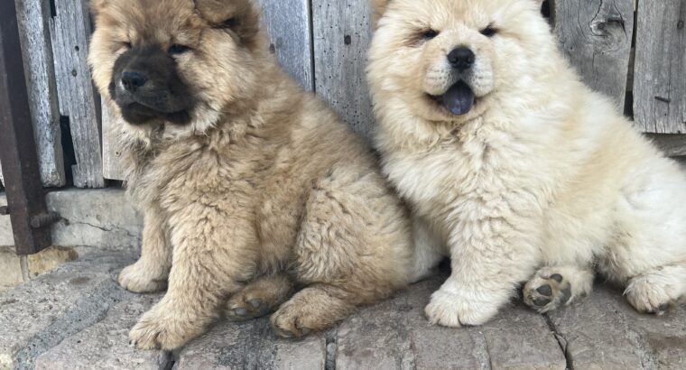 Prodaja ČAU ČAU CHOW CHOW