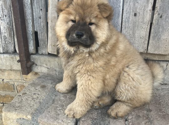 Prodaja ČAU ČAU CHOW CHOW