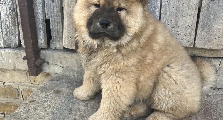 Prodaja ČAU ČAU CHOW CHOW