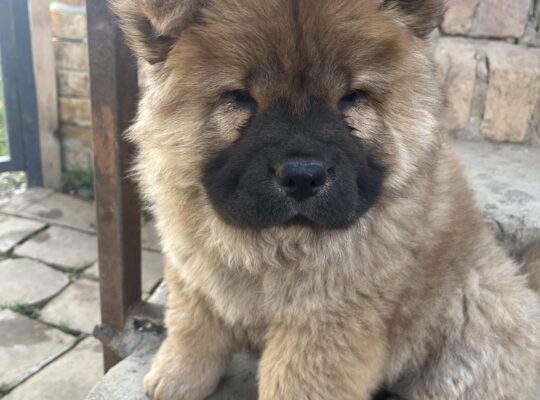 Prodaja ČAU ČAU CHOW CHOW