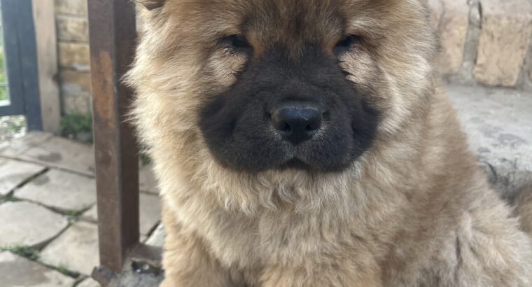 Prodaja ČAU ČAU CHOW CHOW