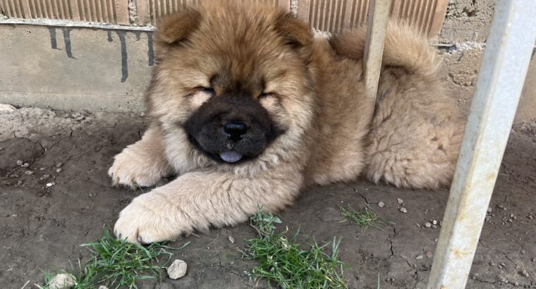 Prodaja ČAU ČAU CHOW CHOW