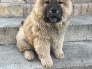 Prodaja ČAU ČAU CHOW CHOW