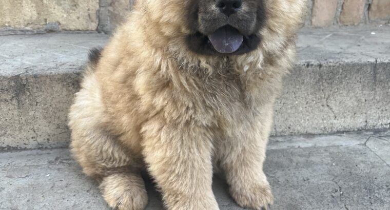 Prodaja ČAU ČAU CHOW CHOW