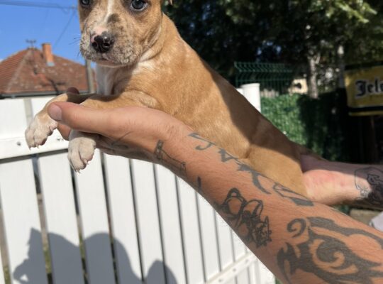 Pit bull stenci