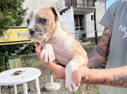 Pit bull stenci