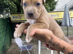 Pit bull stenci