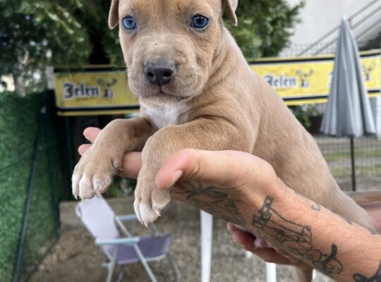 Pit bull stenci