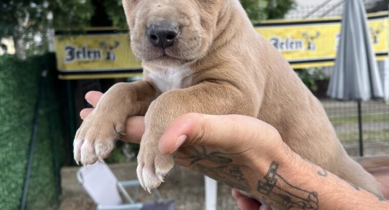 Pit bull stenci