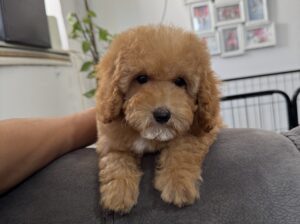 Pudla