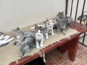 Macici
