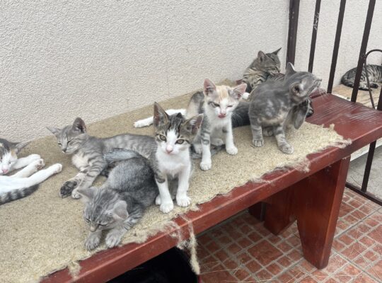 Macici