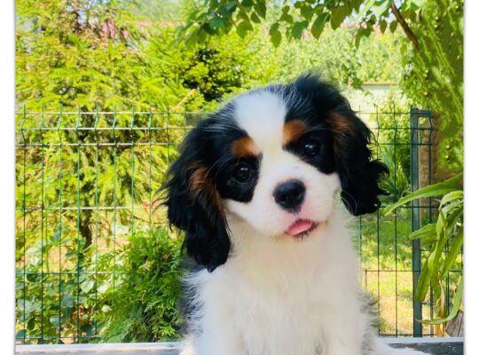 ŠTENCI Cavalier King Charles Spaniel