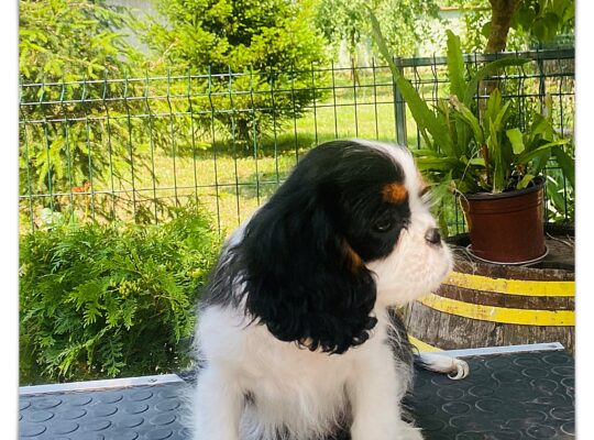 Ženka Cavalier King Charles Spaniel