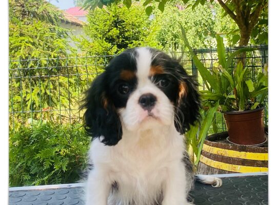 Ženka Cavalier King Charles Spaniel