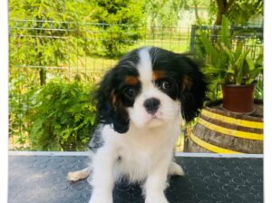 Ženka Cavalier King Charles Spaniel