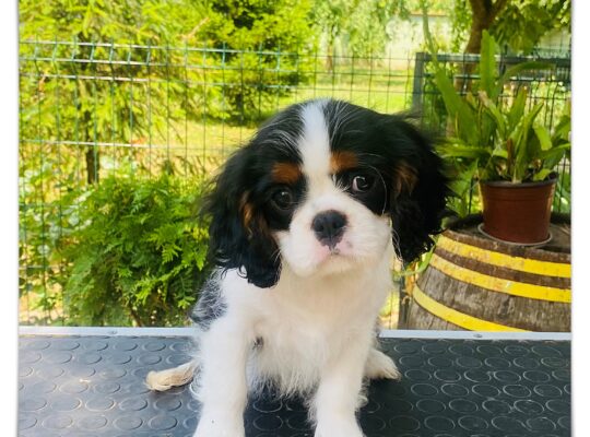 ŠTENCI Cavalier King Charles Spaniel