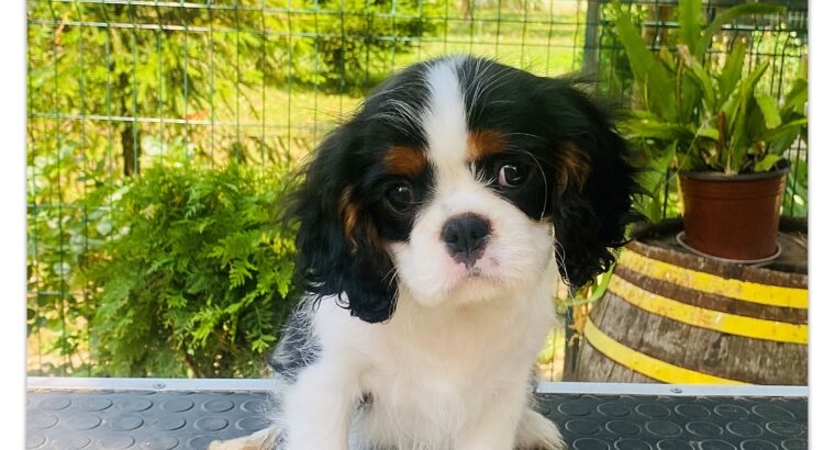 Ženka Cavalier King Charles Spaniel