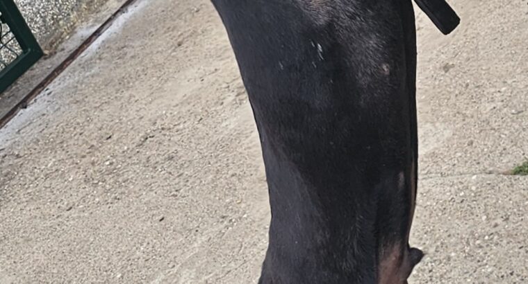 Doberman
