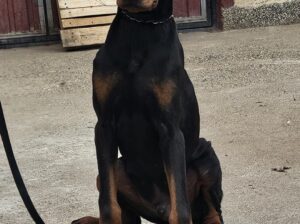 Doberman
