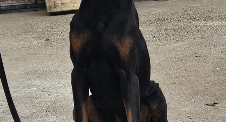 Doberman