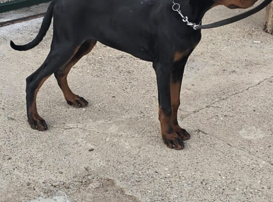 Doberman