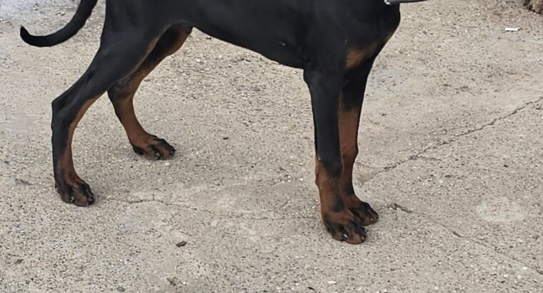 Doberman