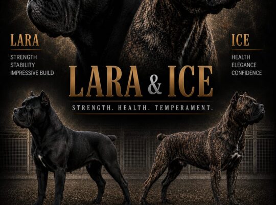 Dostupne 3 zenke Cane Corso