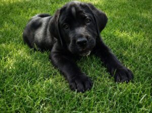 Dostupne 3 zenke Cane Corso