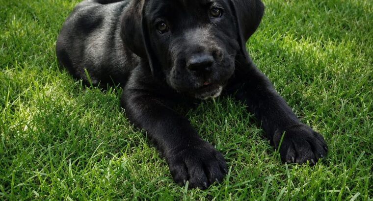 Dostupne 3 zenke Cane Corso