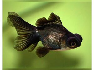 Carassius auratus – Japanka teleskop