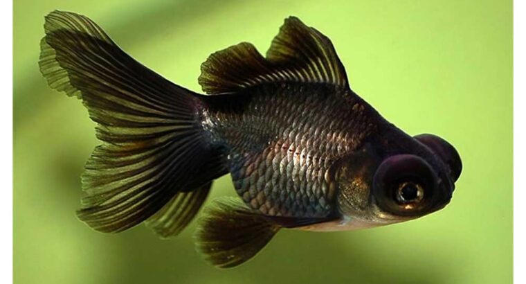 Carassius auratus – Japanka teleskop