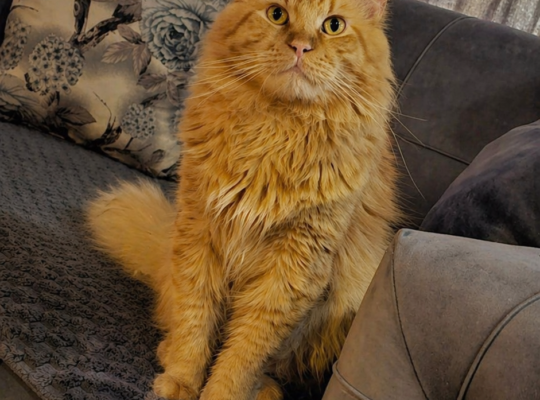 Maine Coon mačići.Rezervacije!