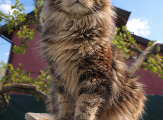 Maine Coon mačići.Rezervacije!