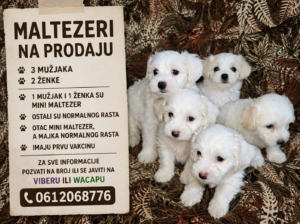 Psi maltezeri