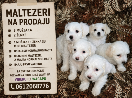 Psi maltezeri