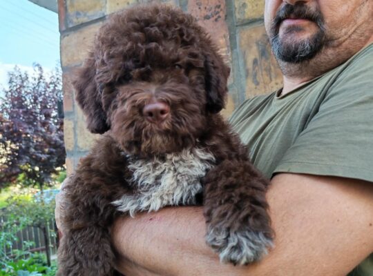 Štenad Lagotto romagnolo