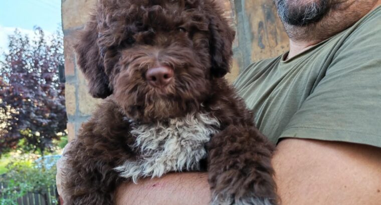 Štenad Lagotto romagnolo