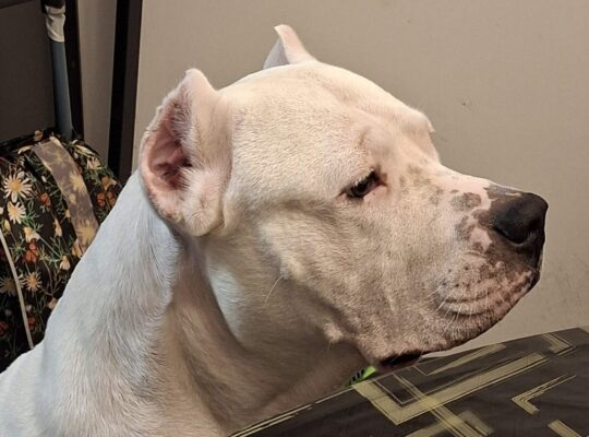Dogo argentino za parenje