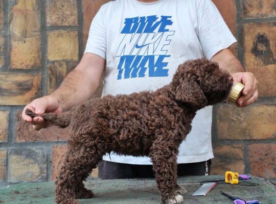 Štenad Lagotto romagnolo