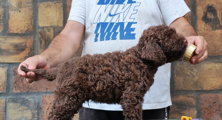 Štenad Lagotto romagnolo