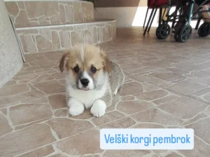 Štenci korgija za rezervaciju