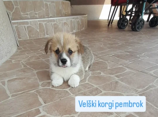 Štenci korgija za rezervaciju
