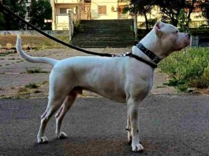 Dogo argentino za parenje