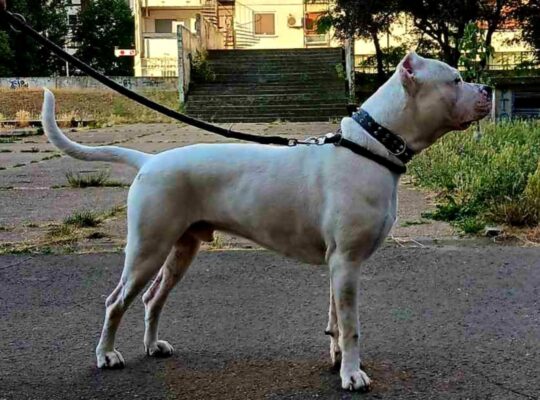 Dogo argentino za parenje