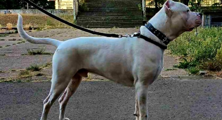 Dogo argentino za parenje
