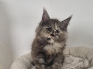 Žensko mače Maine Coon-a