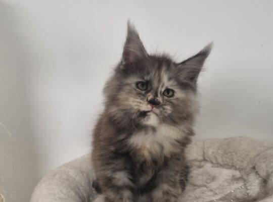 Žensko mače Maine Coon-a